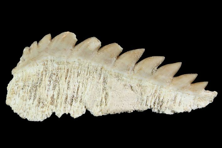 Fossil Cow Shark (Hexanchus) Tooth - Morocco #92618